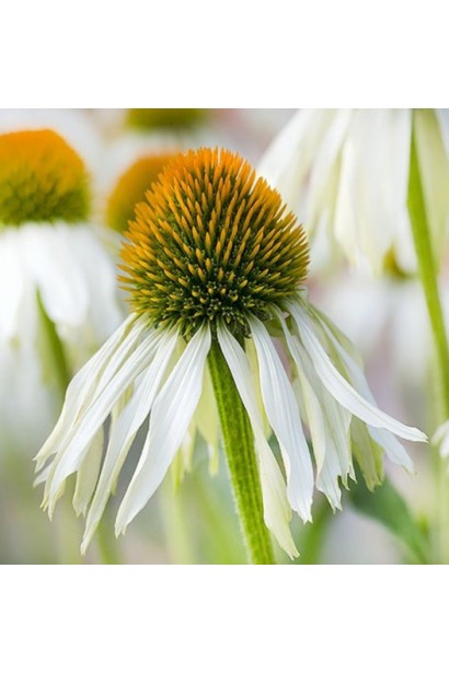 Квітка ехінацеї Вайт